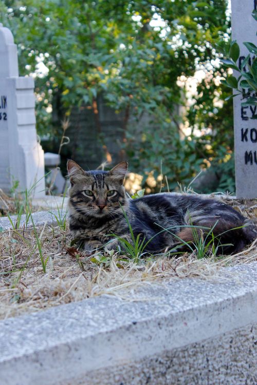 Free A tabby cat resting on a gravestone surrounded by greenery in a cemetery. Stock Photo