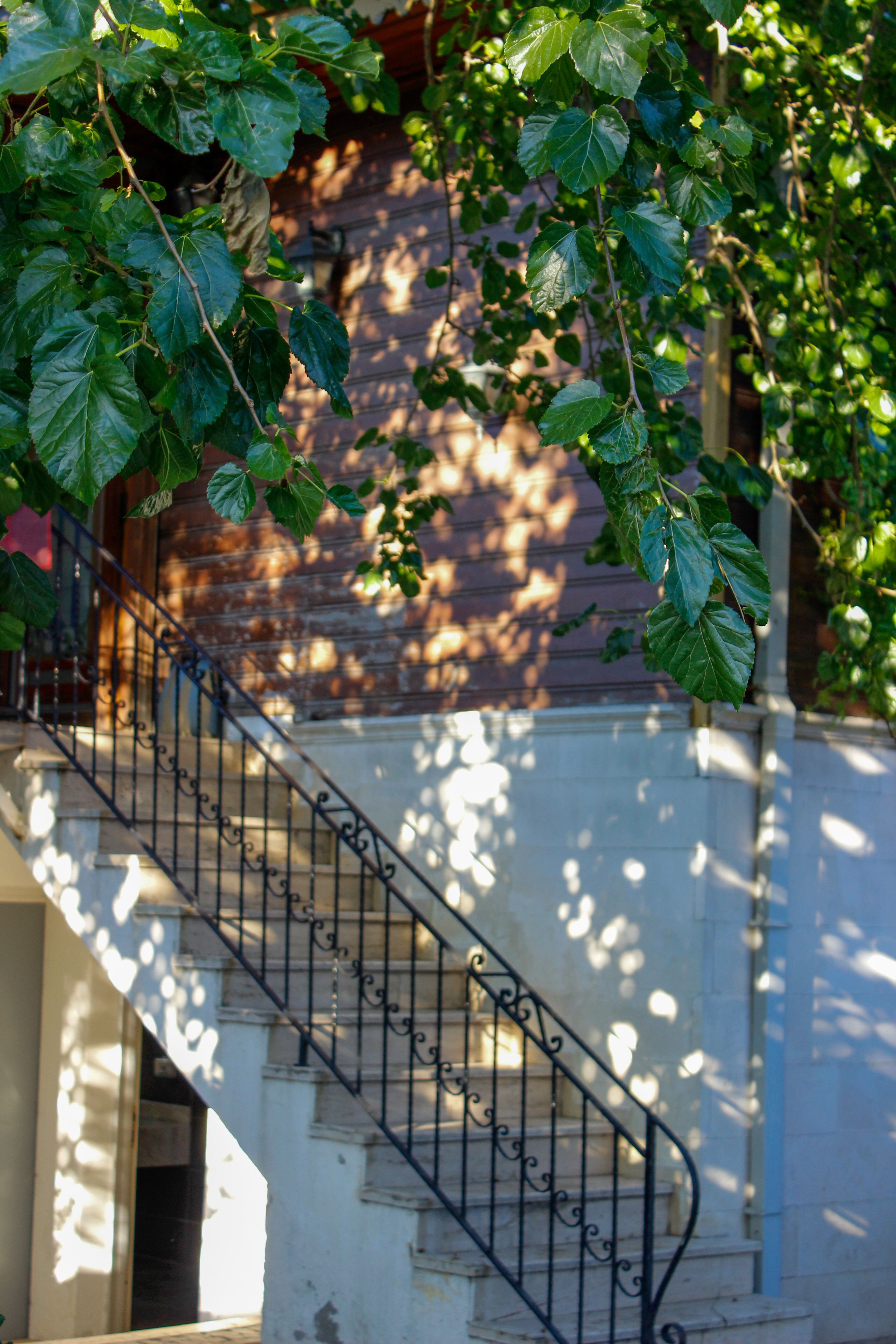 Concrete steps with a black metal handrail framed by green garden foliage