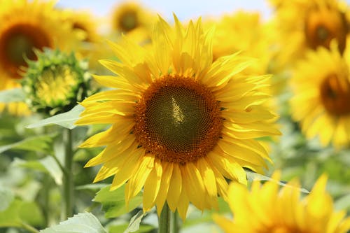 Sunflowers in Close Up Photography