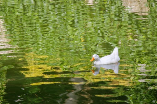 White Duck on Water