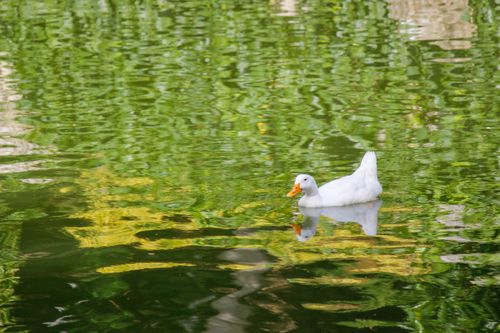 Free A white duck gracefully floats on a serene green lake with reflections. Stock Photo