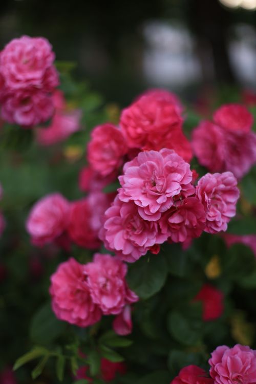 Free Close-up of vibrant pink roses in full bloom, showcasing delicate petals and lush greenery. Stock Photo
