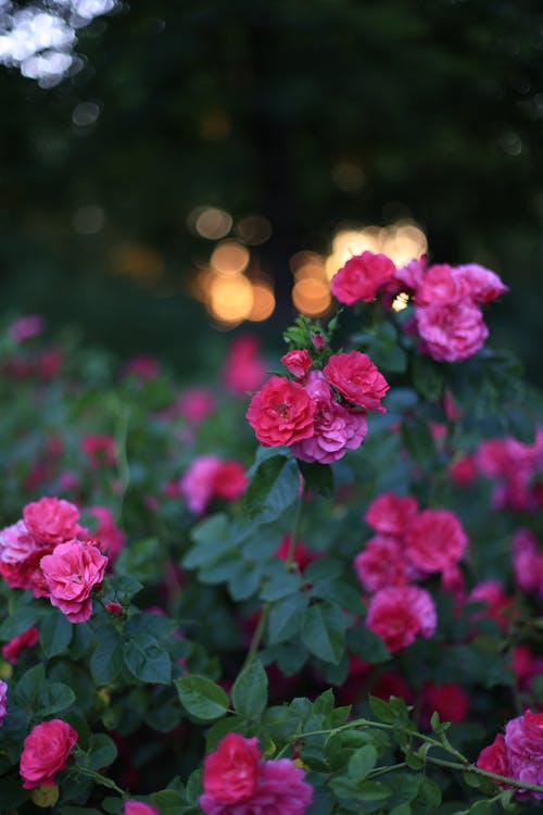ピンクのバラ, フラワーズ, 垂直ショットの無料の写真素材