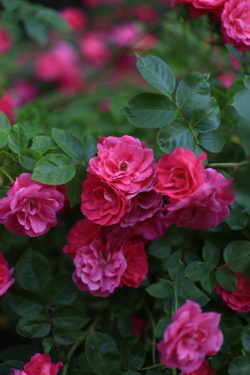 垂直拍摄, 特写, 粉紅玫瑰 的 免费素材图片