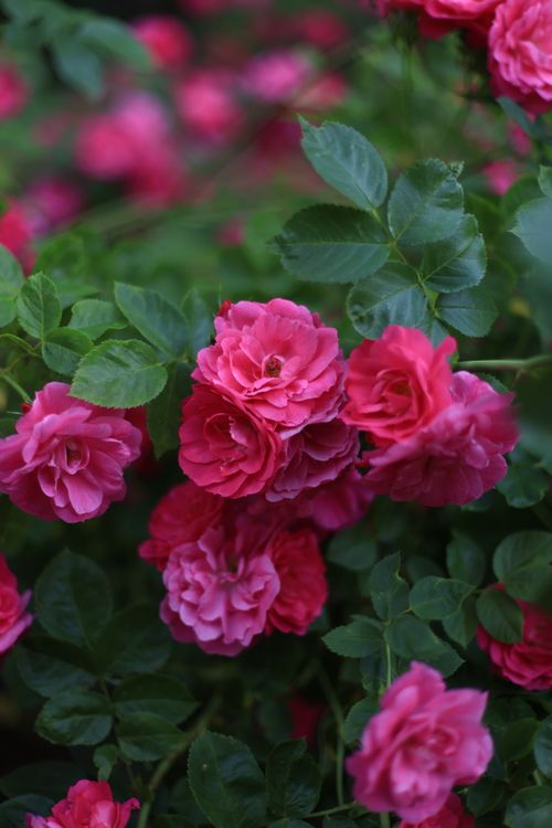 Free Lush pink roses with rich green leaves, showcasing natural beauty in peak bloom. Stock Photo