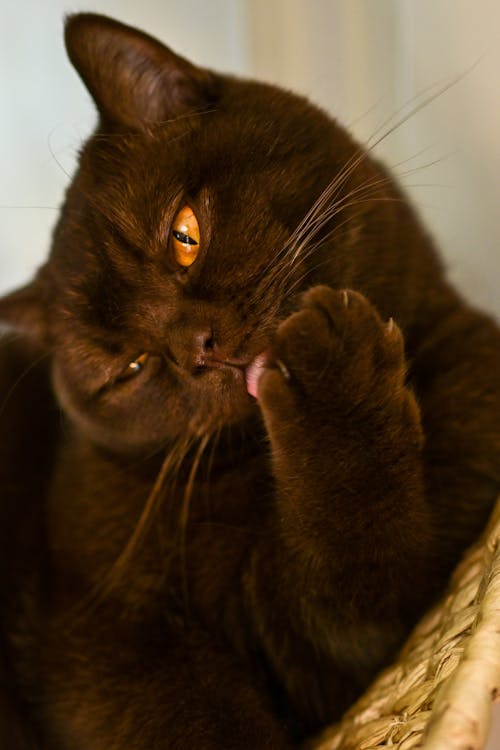 Fotos de stock gratuitas de british shorthair, de cerca, doméstico