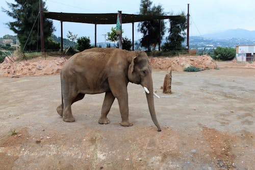 Photo of an African Elephant with White Tusks