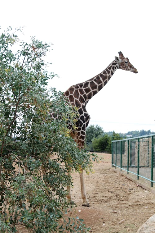 A Giraffe in the Zoo