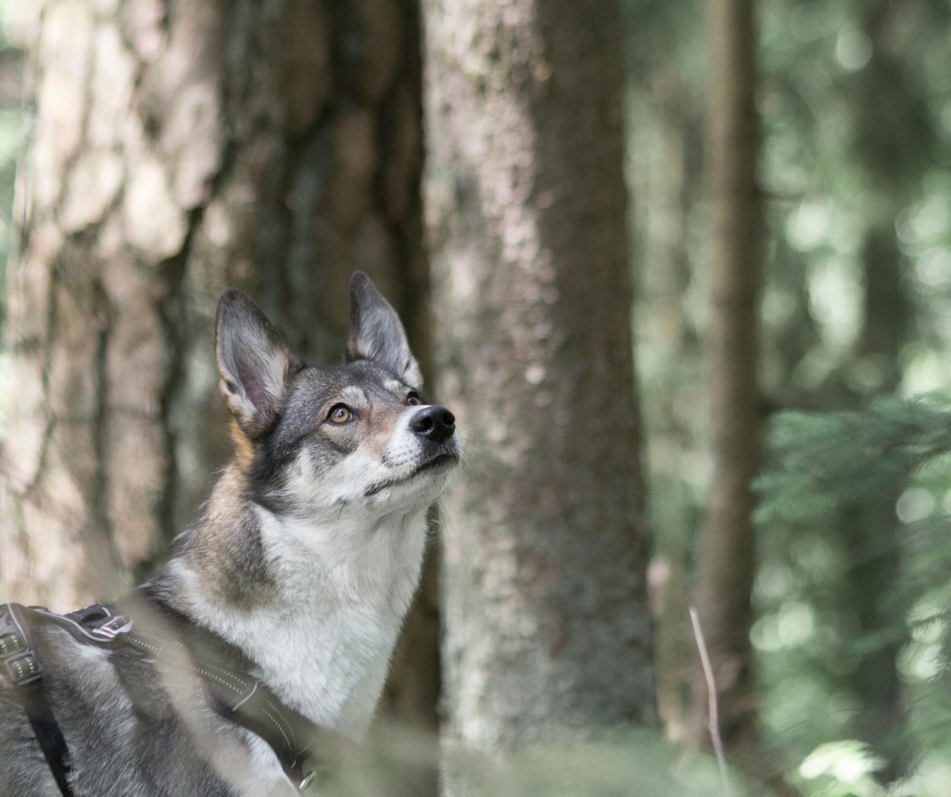 A West Siberian Laika in the Forest