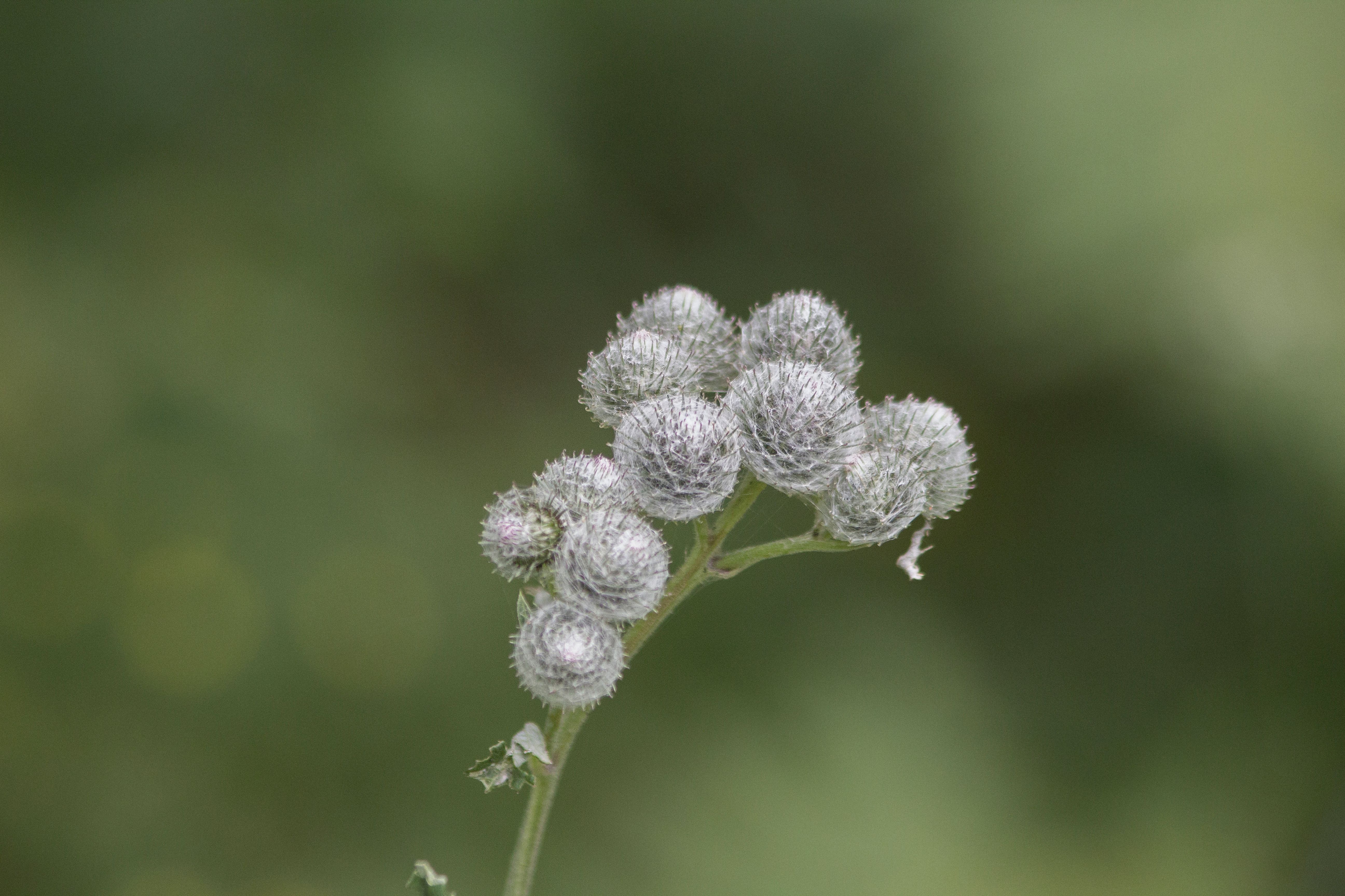 herbal plants repelling moles thistle sureau