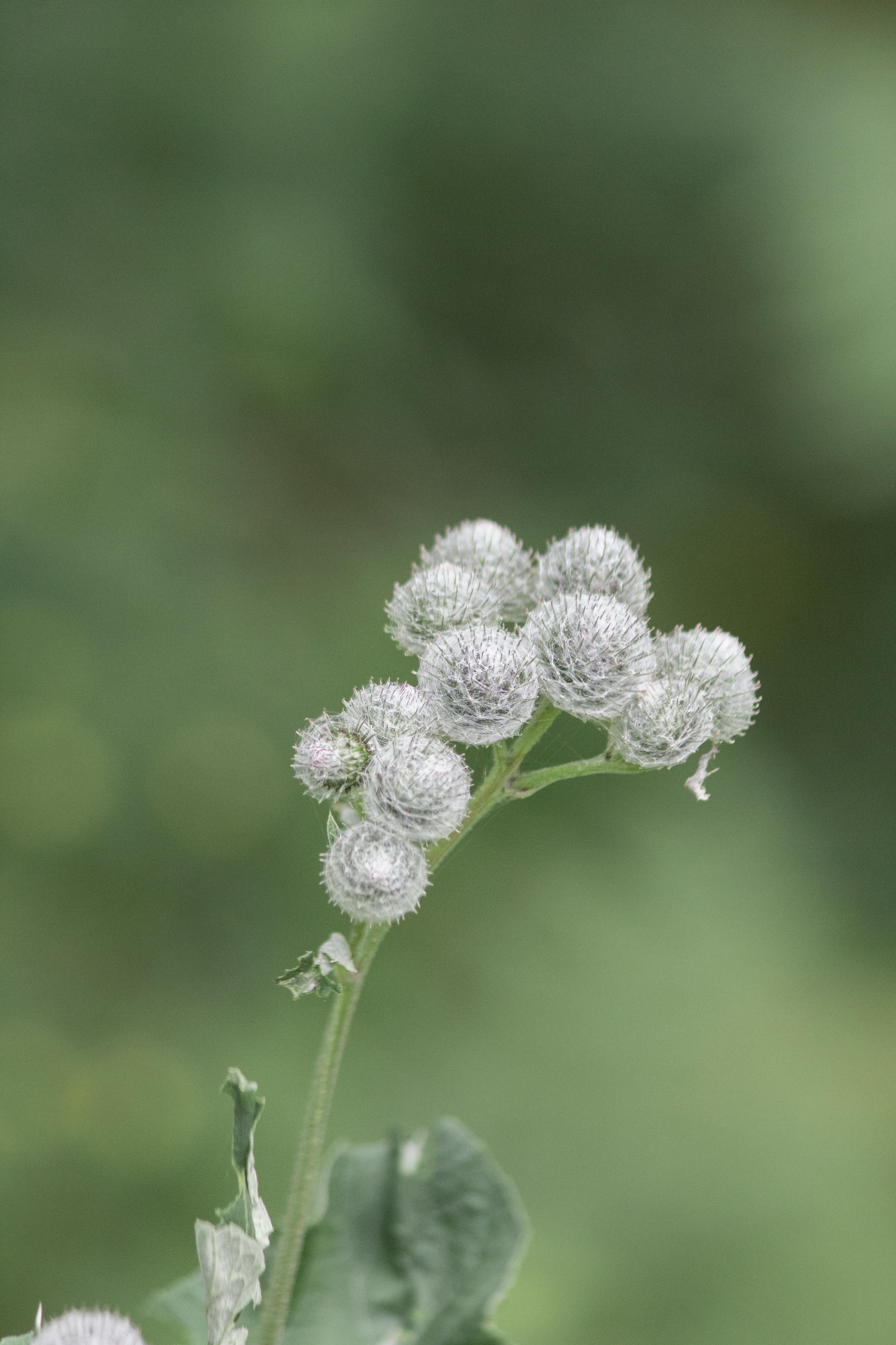 Gratis Immagine gratuita di @all'aperto, agricoltura, ambientale Foto a disposizione