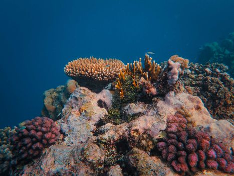 Colorful coral reef teeming with marine life under clear blue ocean water.