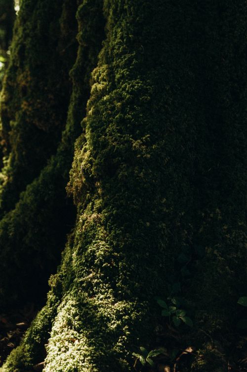 Deep moss cushions between roots — photo by Liudmyla Shalimova on Pexels