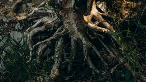 Root-cause reasoning: where a useful clinical instinct outruns the evidence