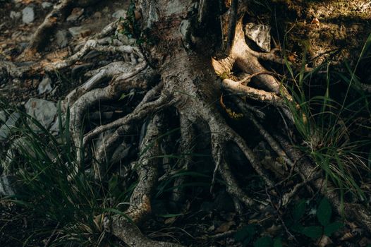 Close-up of tree roots intertwined with soil in a forest, showing texture and organic forms.