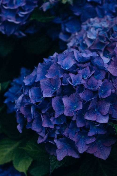 Blue French Hydrangea Flowers in Black Background · Free Stock Photo