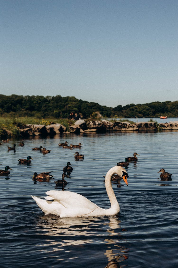 Swan And Ducks On Lake