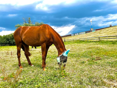 Free stock photo of beautiful nature, brown horse, horse