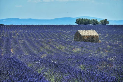 Stone Shed in Lavender Field