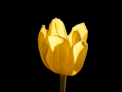 Gratuit Imagine de stoc gratuită din a închide, delicat, floare Fotografie de stoc