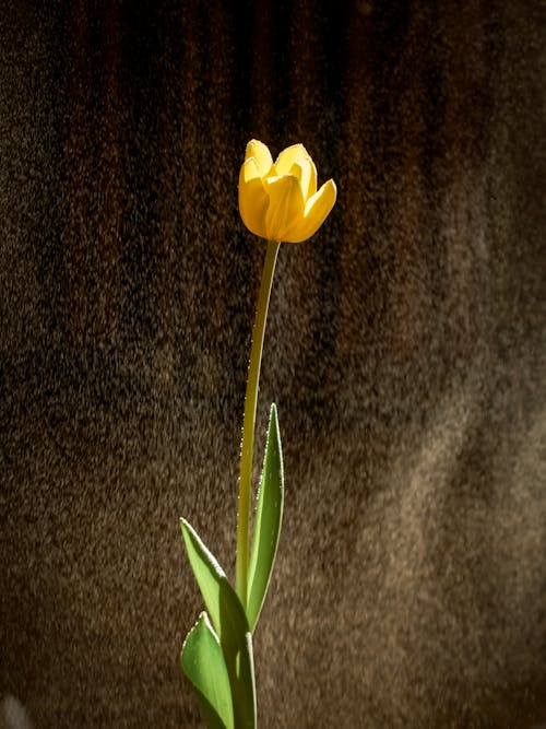 Gratuit Imagine de stoc gratuită din a închide, floare, floare galbenă Fotografie de stoc