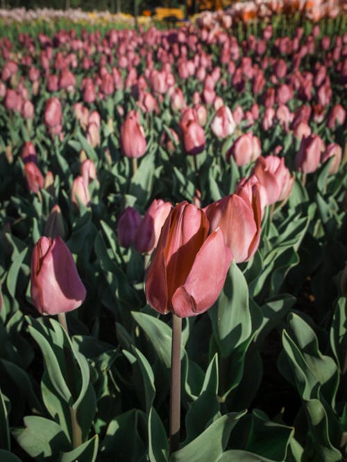 Close Up Photo of Flowers