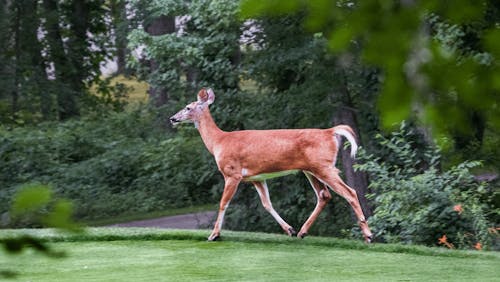 Free Deer Trotting on Golf Course Fairway Stock Photo