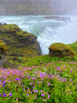 Beautiful waterfall surrounded by lush greenery and vibrant purple flowers in Iceland.