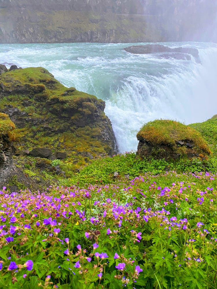 Purple Flowers Growing On Edge Of Waterfall