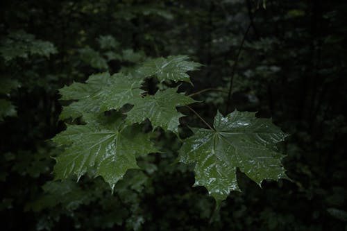 Foto stok gratis daun-daun hijau, kilang, merapatkan