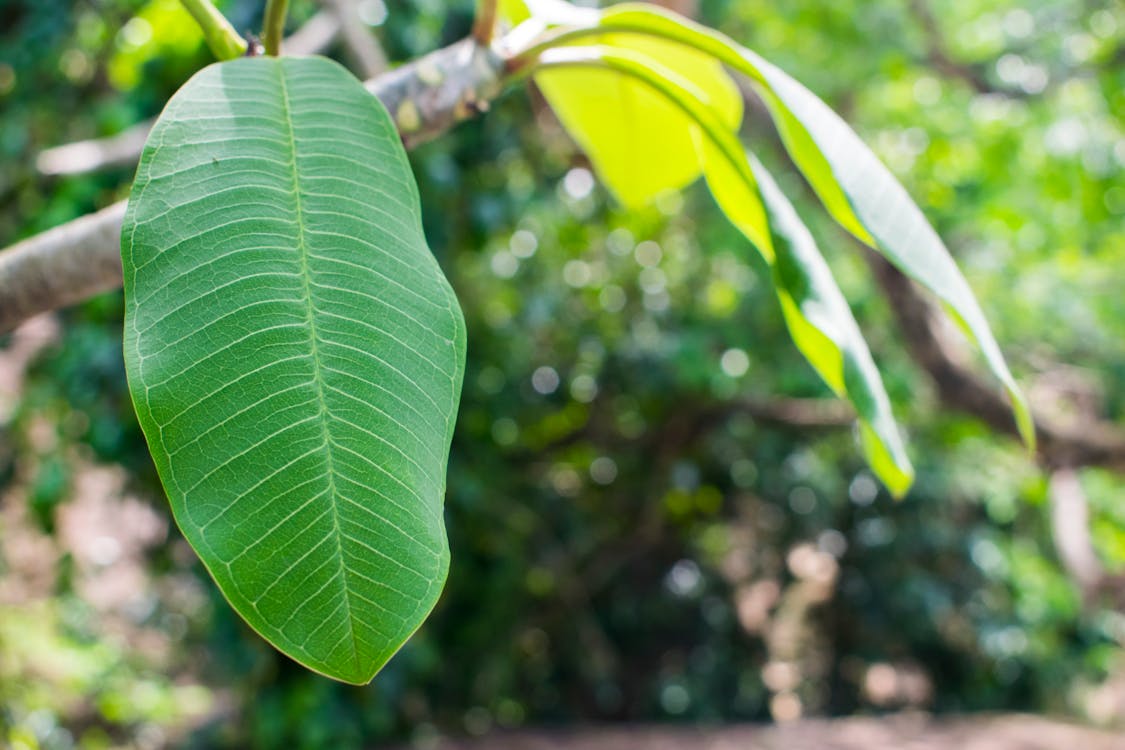 Free stock photo of araliya leaf