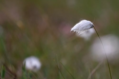Free Detailed close-up of cotton grass gently swayed by the wind, showcasing its delicate texture. Stock Photo