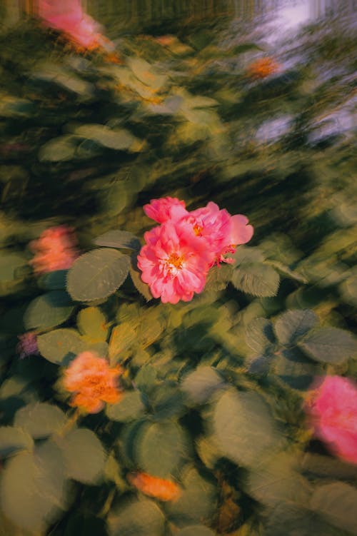 Gratis lagerfoto af blomsterfotografering, flora, lodret skud