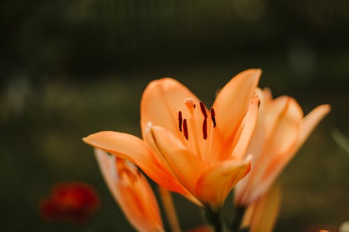 Imagine de stoc gratuită din a închide, crin de tufiș, floare portocalie