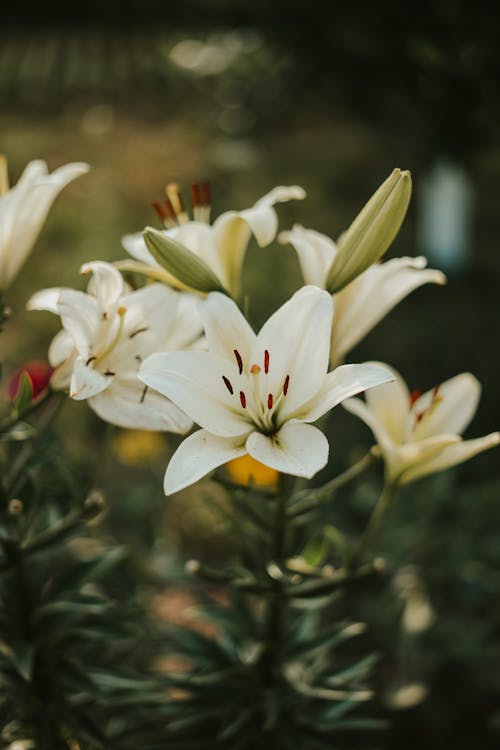 White Flowers in Close Up Photography