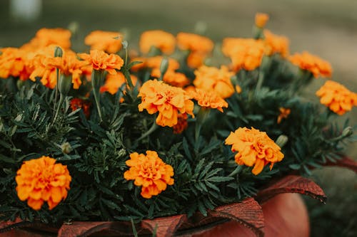 Foto d'estoc gratuïta de calèndula, florint, flors taronges