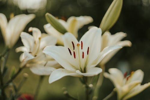 Ingyenes stockfotó fehér virágok, közelkép, madonna liliom témában