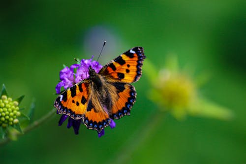 Close Up Photo of Butterfly on Purple Flower