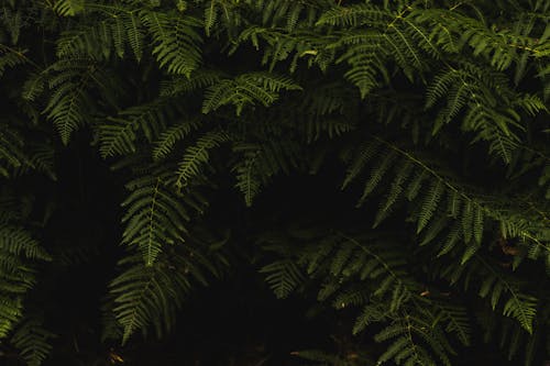 Remplissez Le Cadre De La Photographie De L'arbre Vert