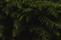 郁郁葱葱的绿色蕨类植物叶子的特写，形成了自然的背景图案