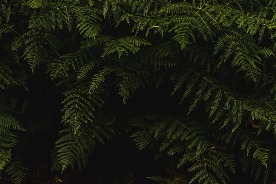 Connection Between Humans and the Natural World