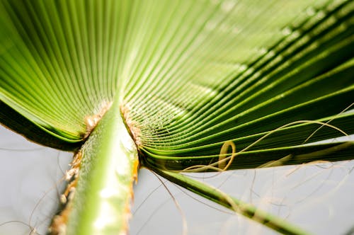 Free stock photo of close up, green, palm leaf