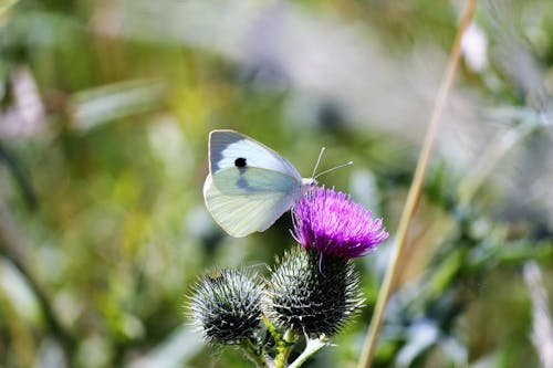 White Butterfly Perched on Purple Flower in Close Up Photography