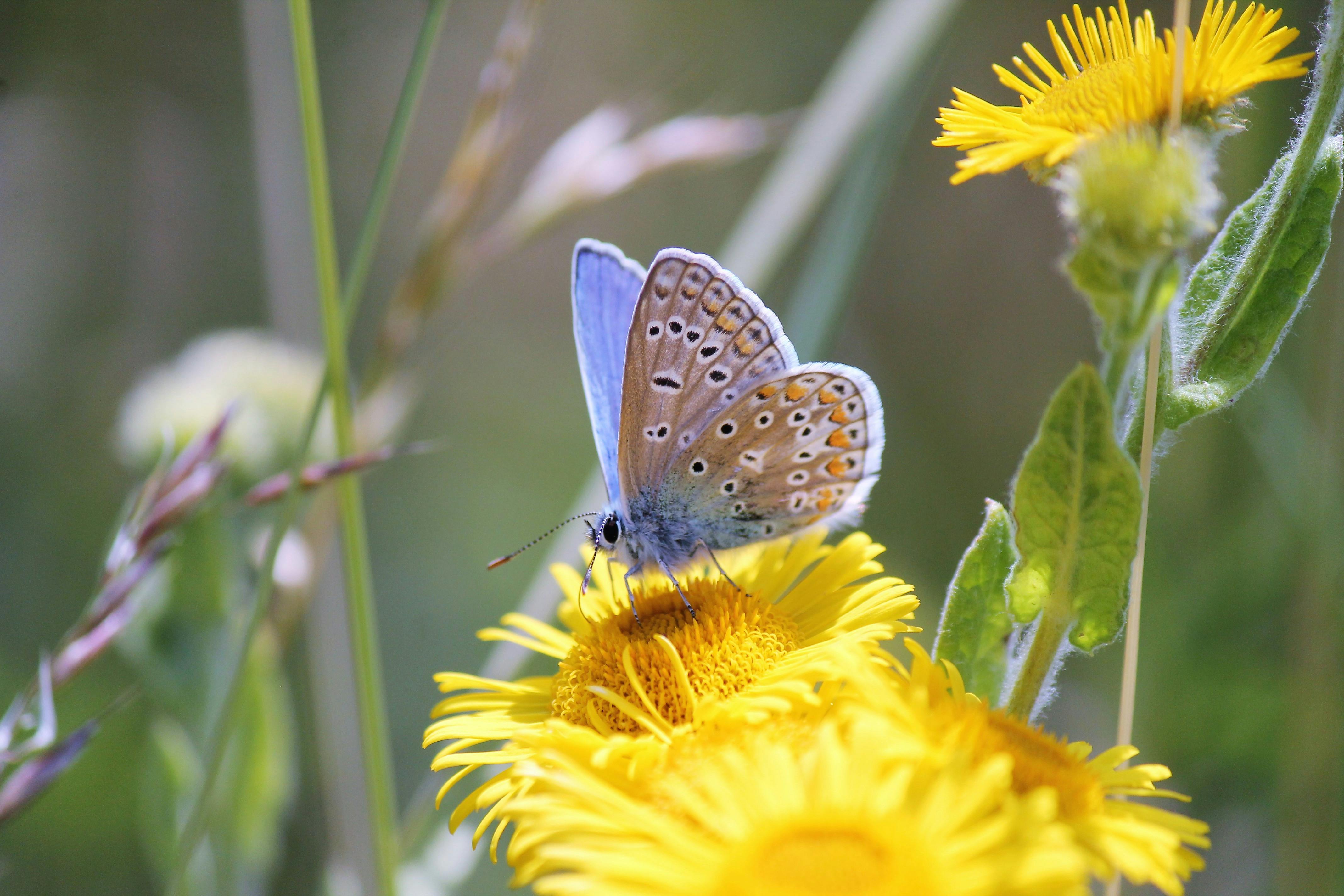 Blue and Brown Butterfly on Yellow Flower · Free Stock Photo