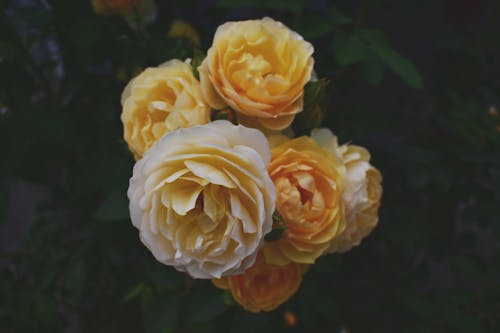 Shallow Focus Photography of Yellow Flowers