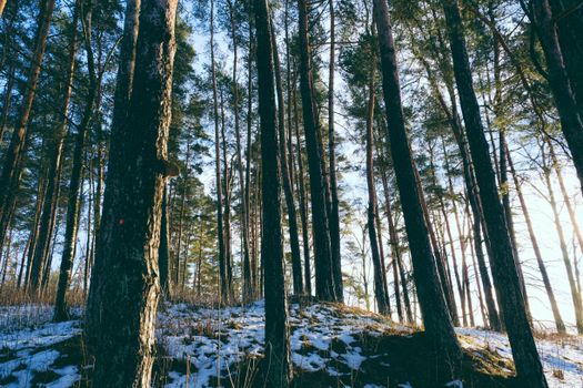 Tranquil winter forest landscape with snow and pine trees under daylight.