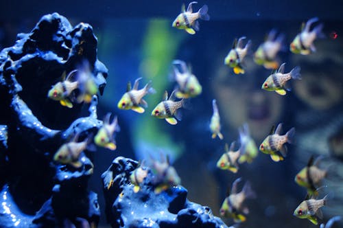 Free stock photo of aquarium, aquarium fish, atlantic ocean