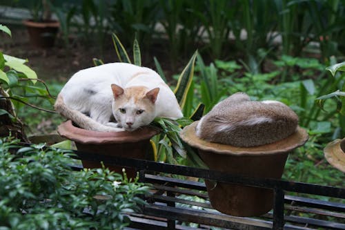 Immagine gratuita di animale, animali domestici, carino