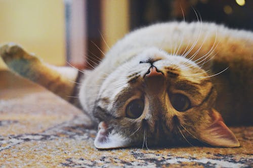 Playful Cat lying on a Carpet 
