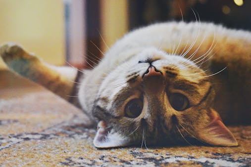 Cute domestic cat lying upside down on a carpet with whiskers showing, looking playful and relaxed.
